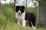 BORDER COLLIE 887